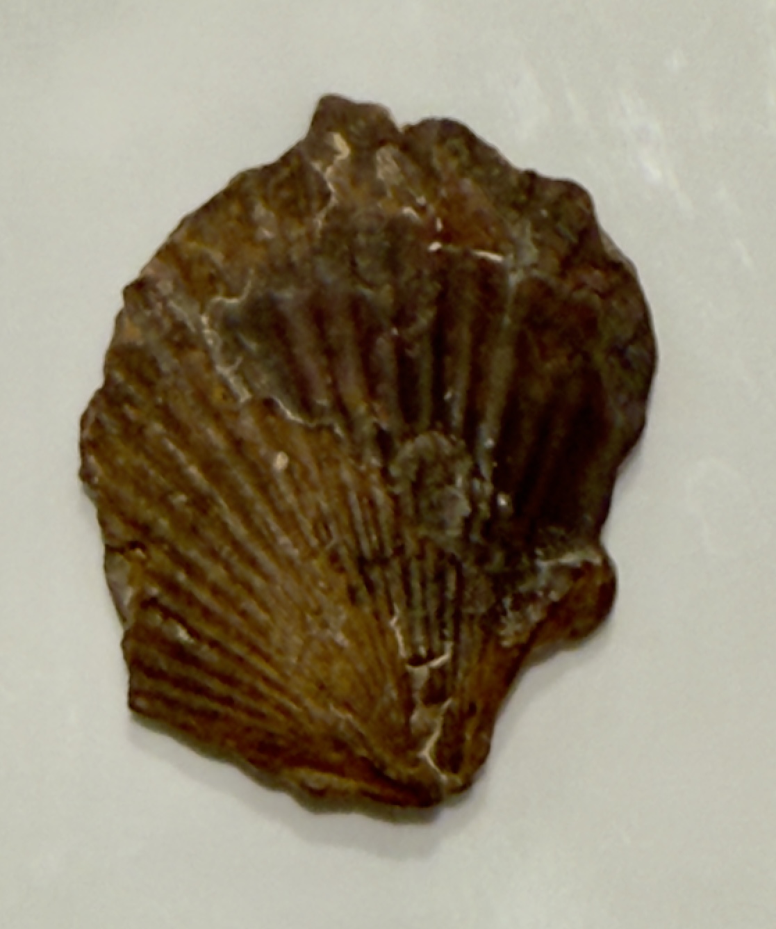 Small Brachiopod