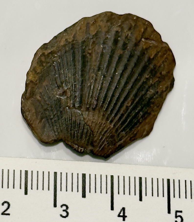 Brachiopod Specimen