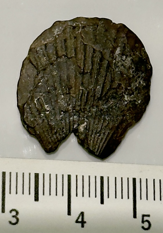 Brachiopod Specimen
