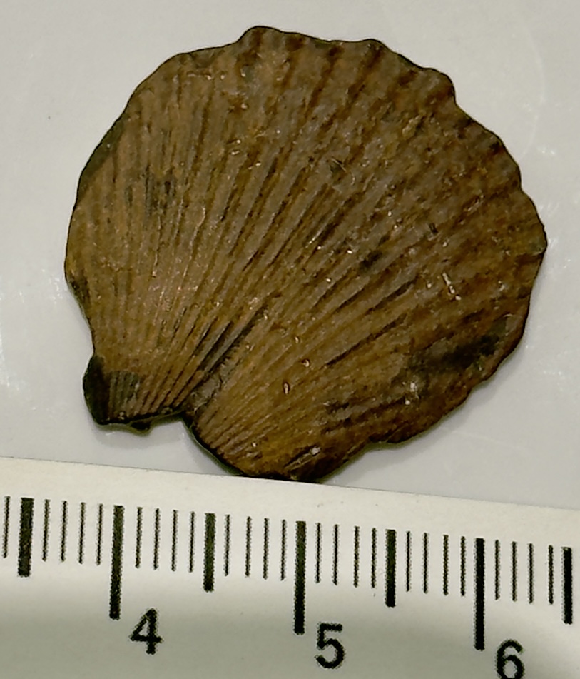 Brachiopod Fossil