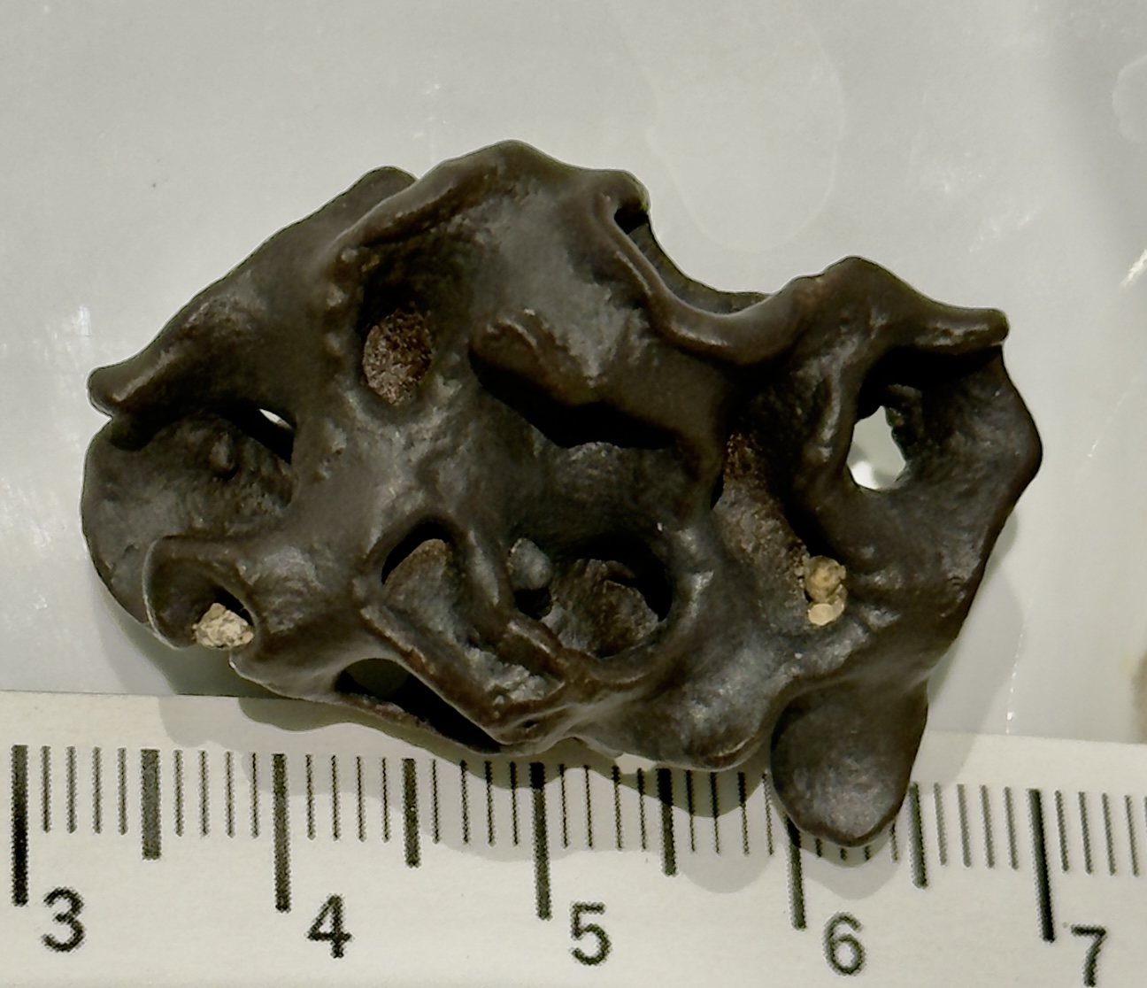 Glass Sponge Fossil