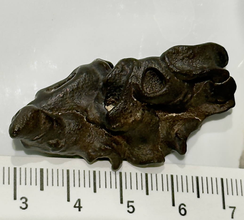 Sponge Specimen
